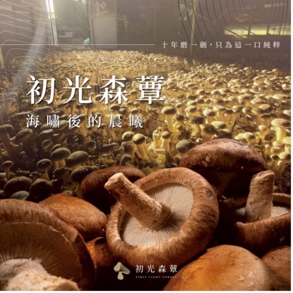 初光森蕈圖片